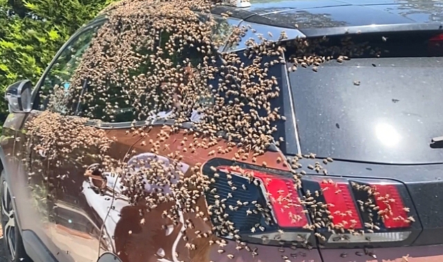 Şehir merkezinde otomobili arılar sardı