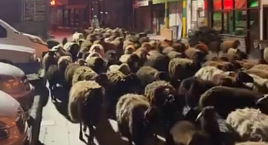 Tokat’ta yayla göçünde yüzlerce koyun şehir merkezinden geçti