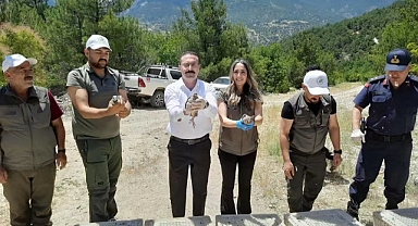 Tokat'ta zararlılarla mücadele için doğaya 200 keklik salındı