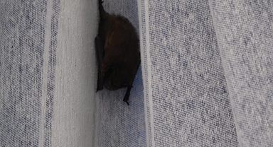 Yarasa balkon perdesini yuvaya dönüştürdü, ev sahibi ‘Batman’ adını verdi