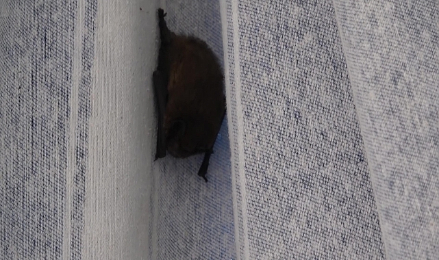 Yarasa balkon perdesini yuvaya dönüştürdü, ev sahibi ‘Batman’ adını verdi