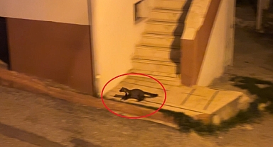 Bu mahallede geceleri sansarlar geziyor