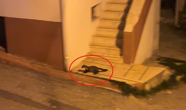 Bu mahallede geceleri sansarlar geziyor