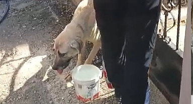 Demir kapıya sıkışan köpeği itfaiye kurtardı
