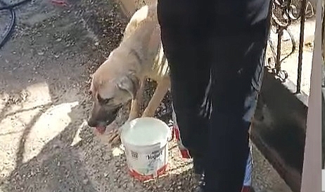Demir kapıya sıkışan köpeği itfaiye kurtardı