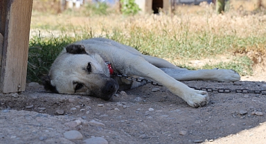 Soğuk havaya göğüs geren Kangal köpekleri sıcak yaz aylarında miskinleşiyor