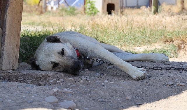 Soğuk havaya göğüs geren Kangal köpekleri sıcak yaz aylarında miskinleşiyor