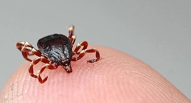 Tokat'ta 10 kişi KKKA hastalığı teşhisiyle tedavi görüyor