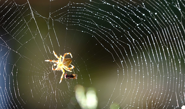 Doku Fotoğrafçılığı
