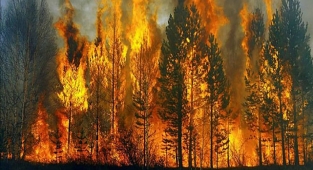 Son günlerde Ülkemizin bir çok ilinde çıkan yangınlarda akla ilk gelen sabotaj şüphelerini halka sorduk.